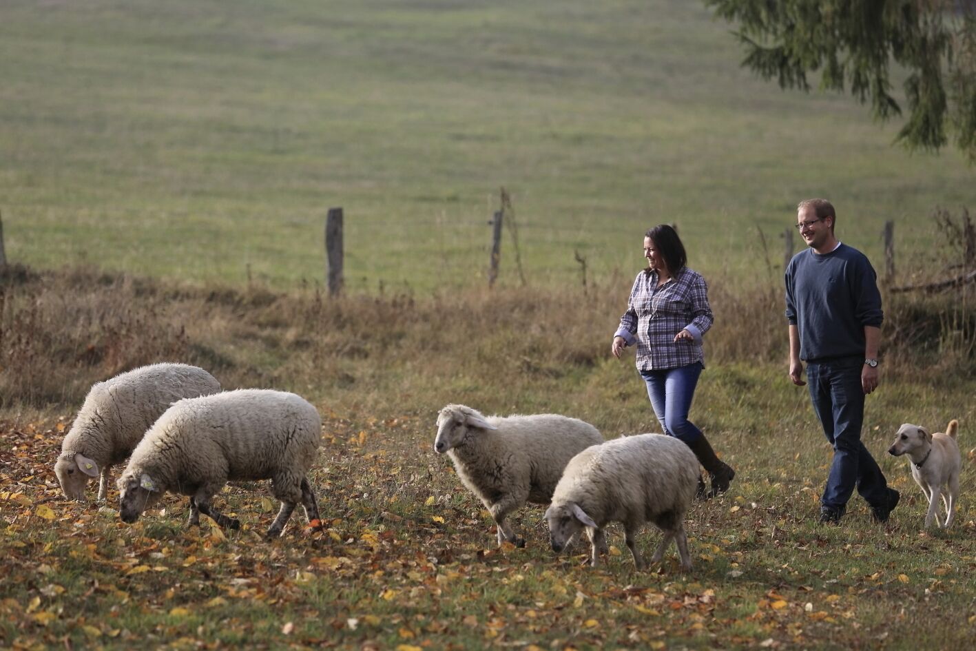 Un paisaje rural con un campo cubierto de hierba, una cerca y unas pocas ovejas pastando.