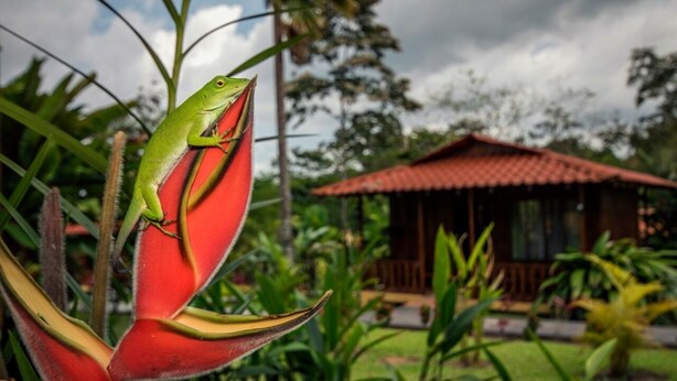 Une grenouille verte est posée sur une fleur rouge, avec une maison en arrière-plan.