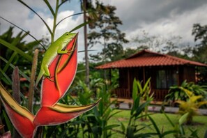 Ein grüner Frosch auf einer roten Blüte, im Hintergrund ein Haus.