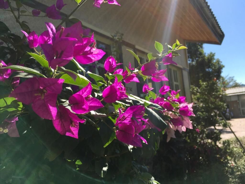 A building with a sloped roof and a garden with vibrant pink flowers.