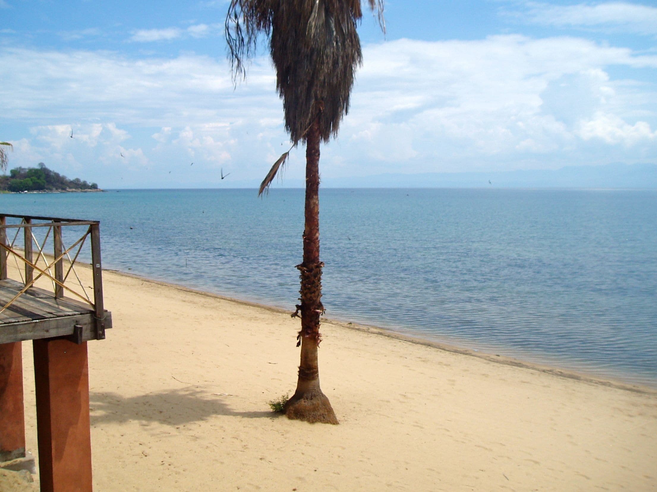 A beach with a palm tree and a wooden structure.