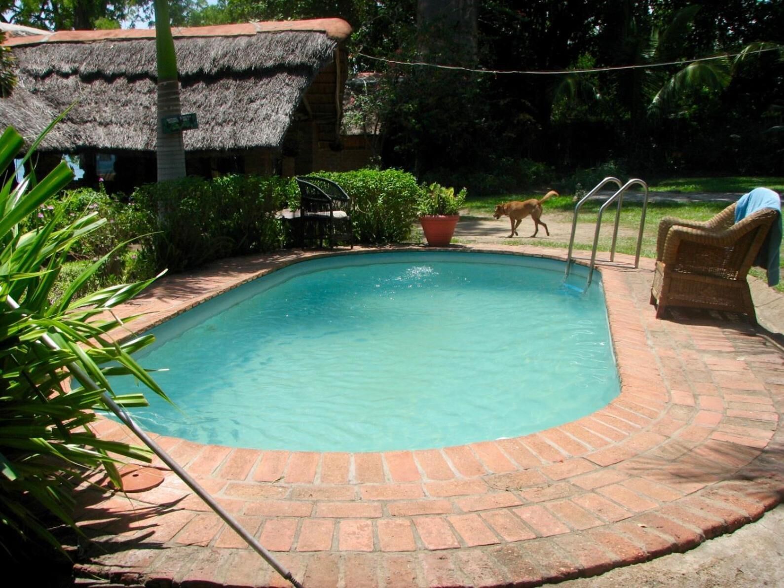 Una piscina con borde de ladrillo, un edificio con techo de paja y un perro cerca.