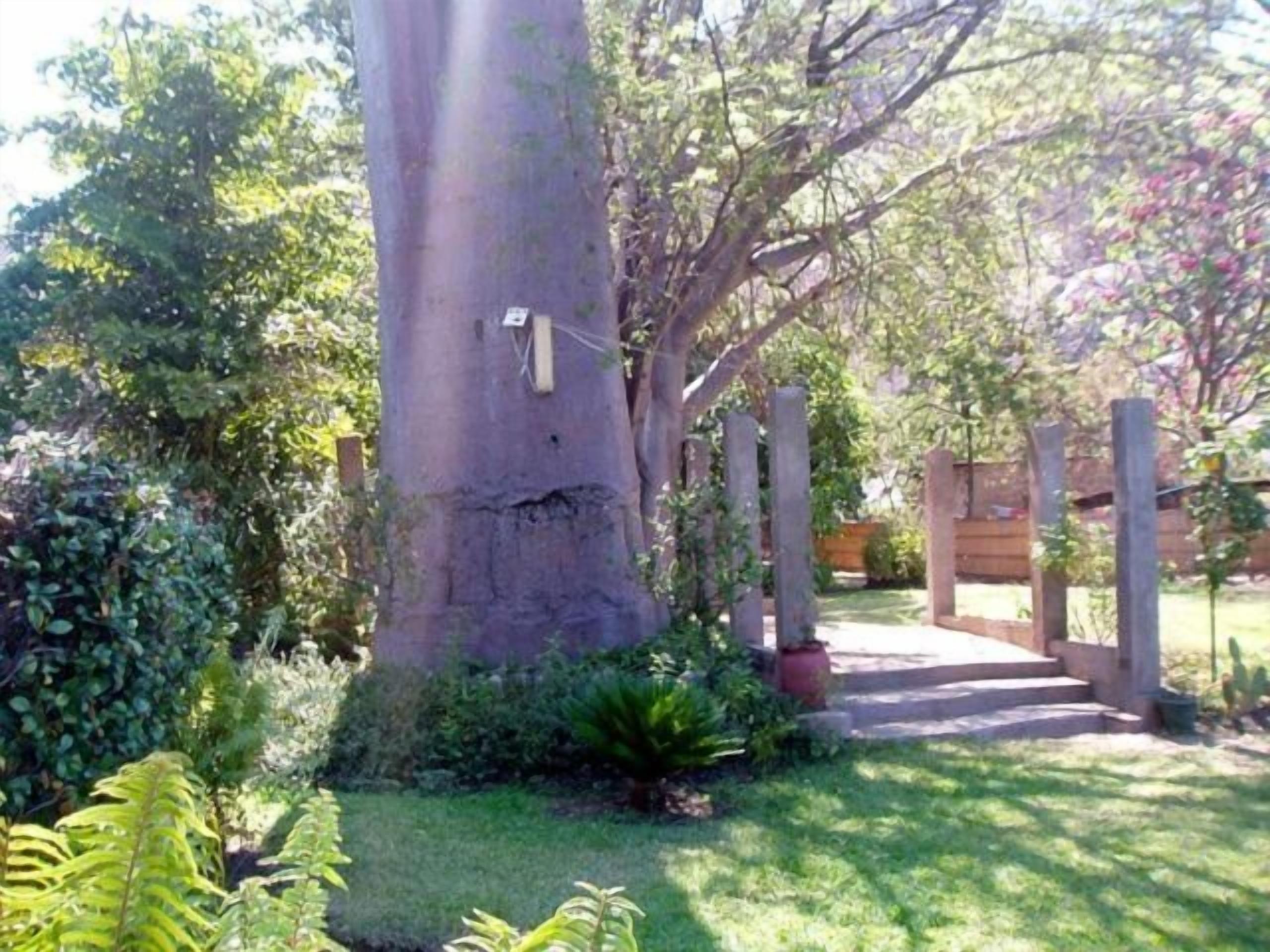 A garden with a large tree, a wooden fence, and a pathway.