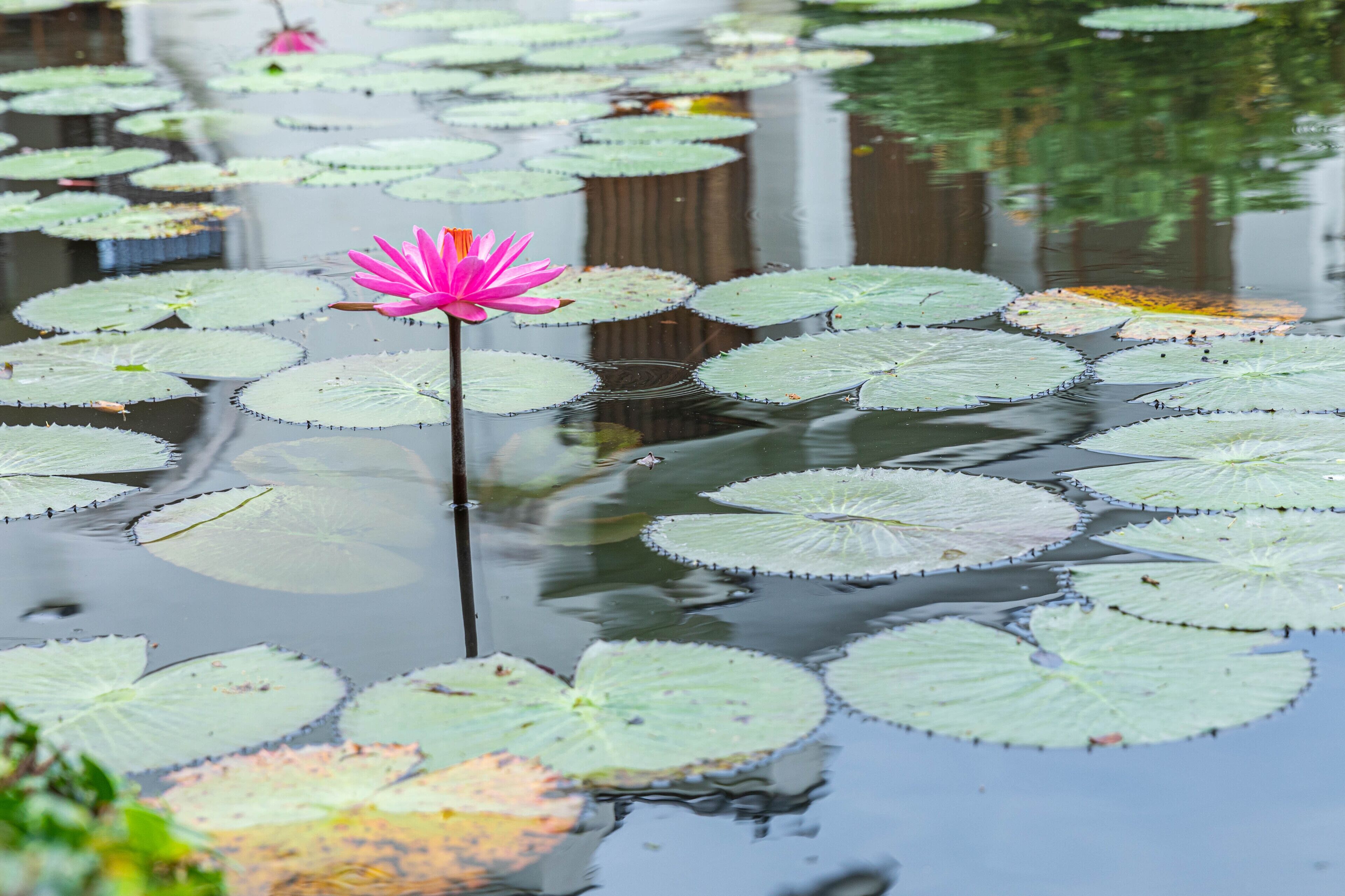 A pond with lily pads and a single pink water lily.