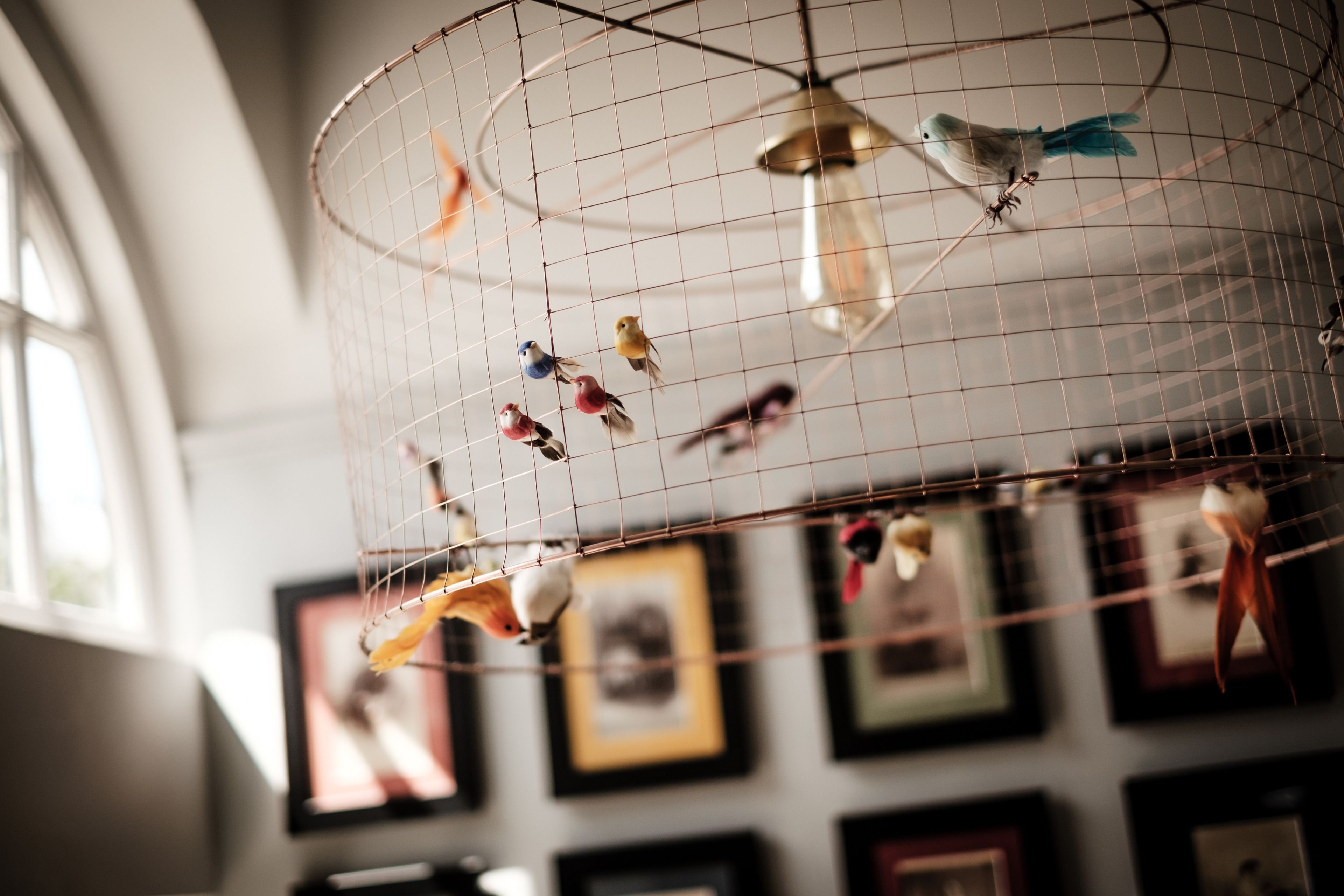 A birdcage with multiple birds and framed pictures on the wall.
