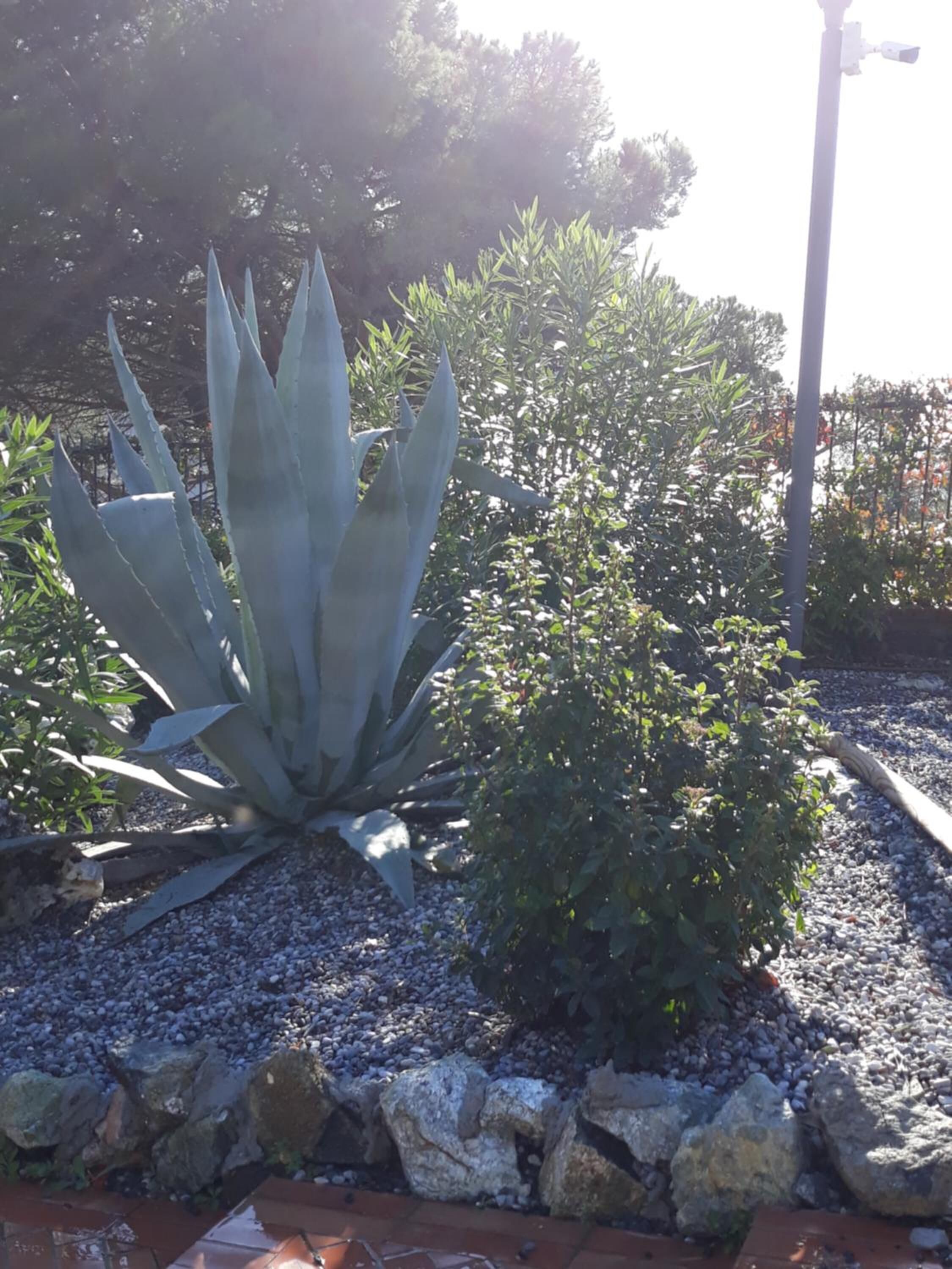 A garden with a large agave plant and a smaller shrub.