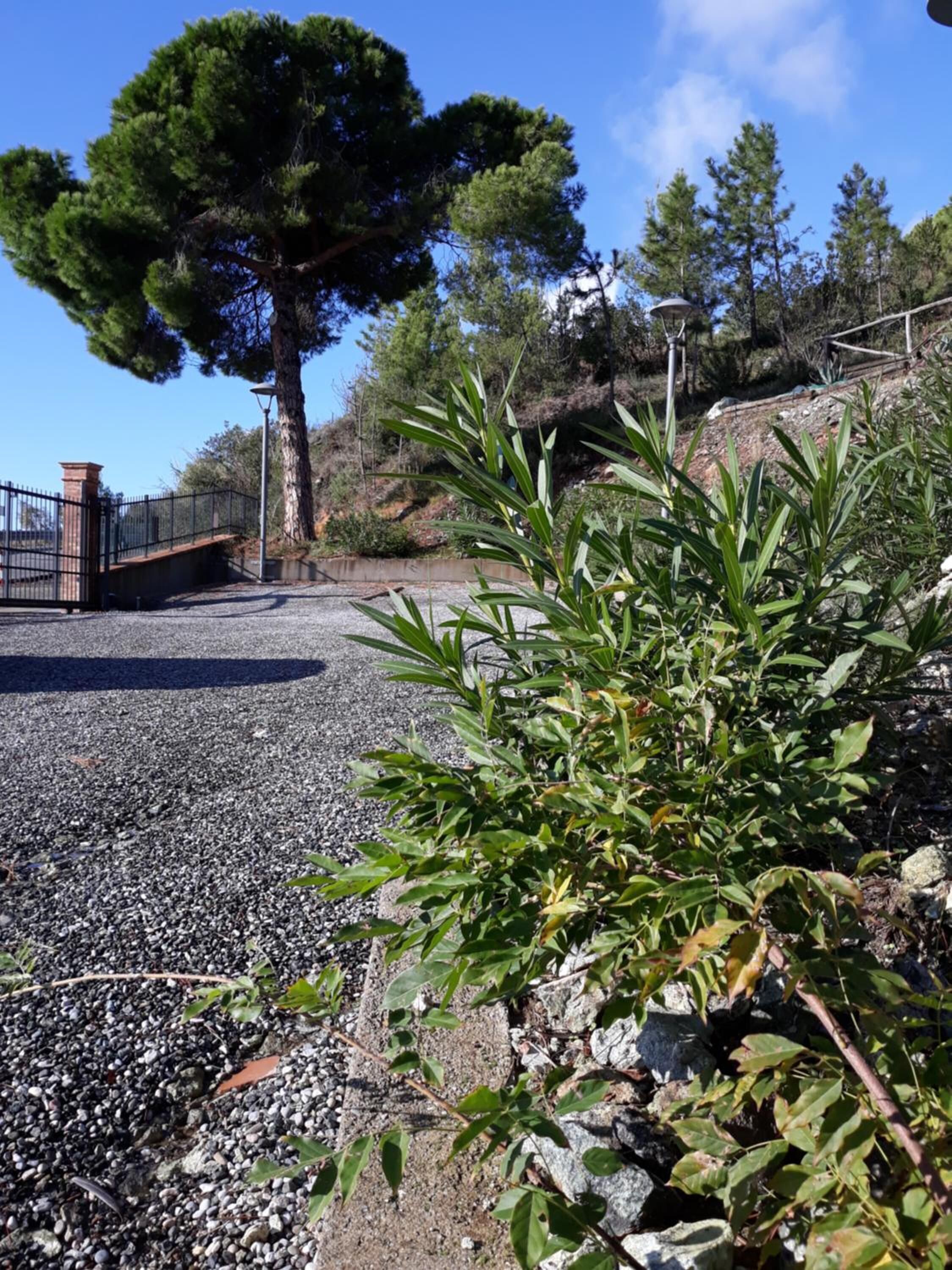 A gravel path leading to a gated area with a large tree and a lamp post.