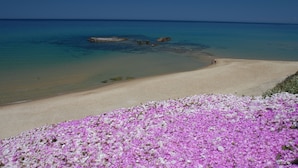A beach with clear turquoise water, a sandy shore, and pink flowers in the foreground. - Hotel Blumarea, BW Signature Collection (Castelsardo)