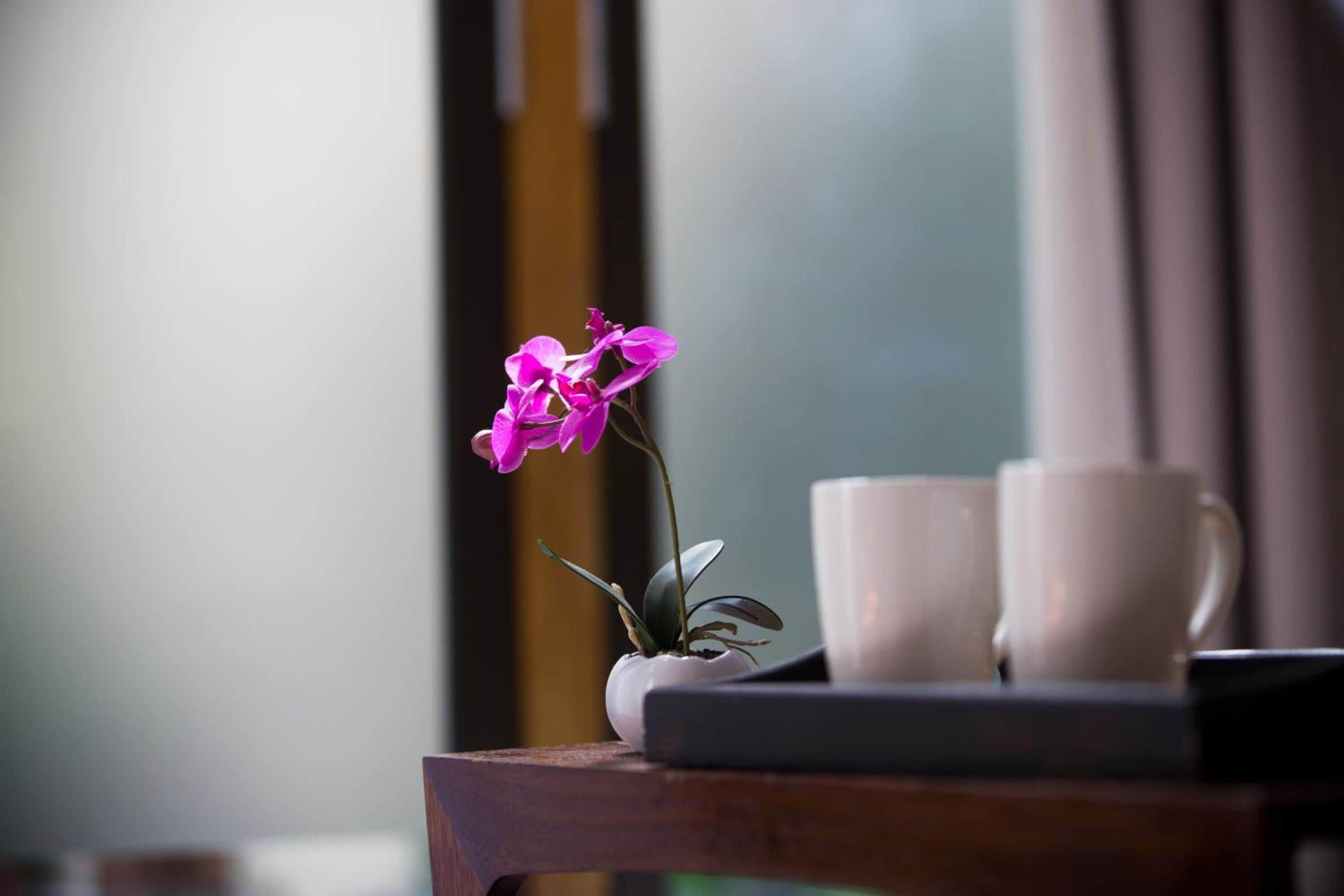 A wooden table with a potted orchid and two white cups.