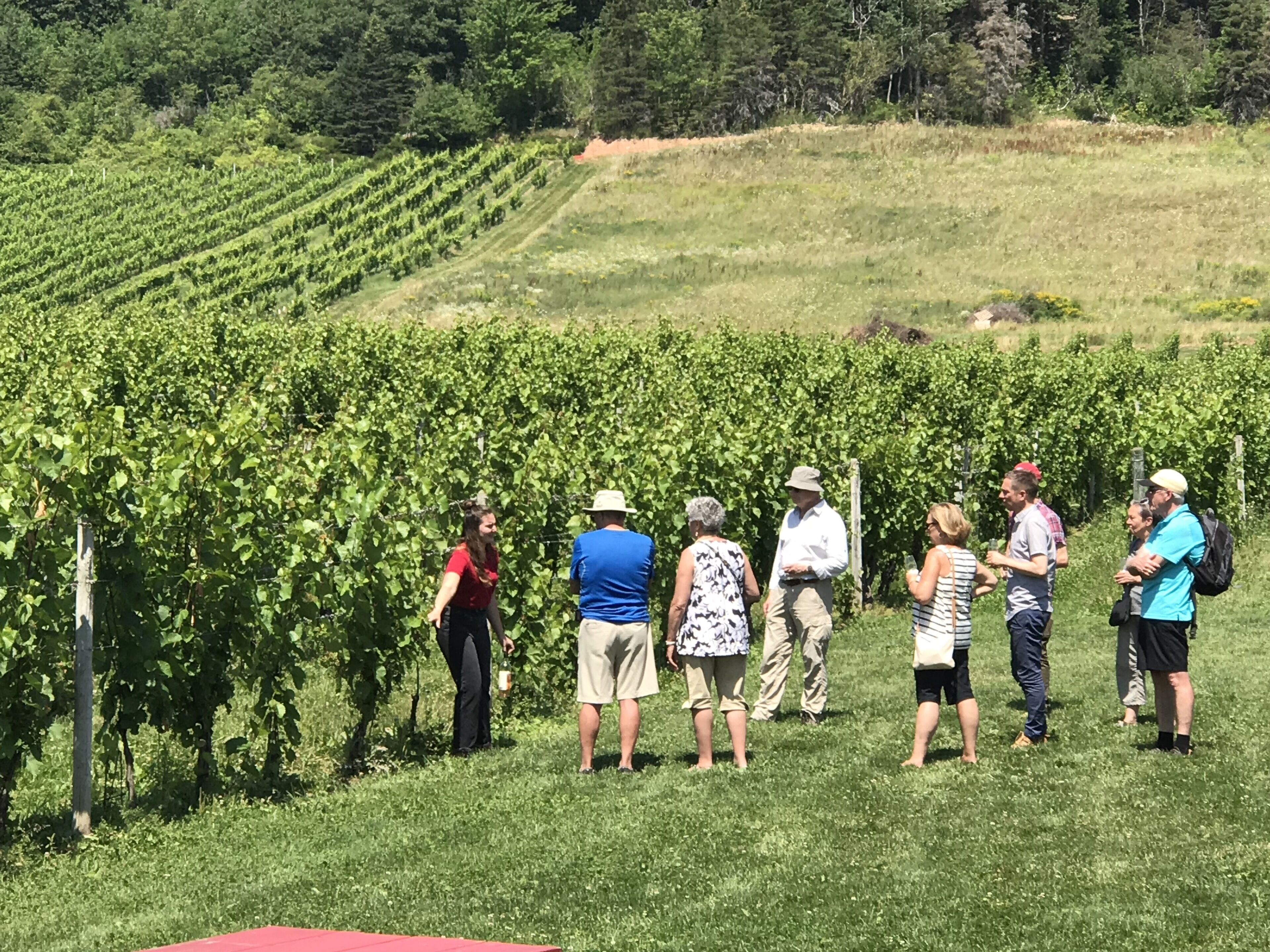 A group of people standing in a vineyard.