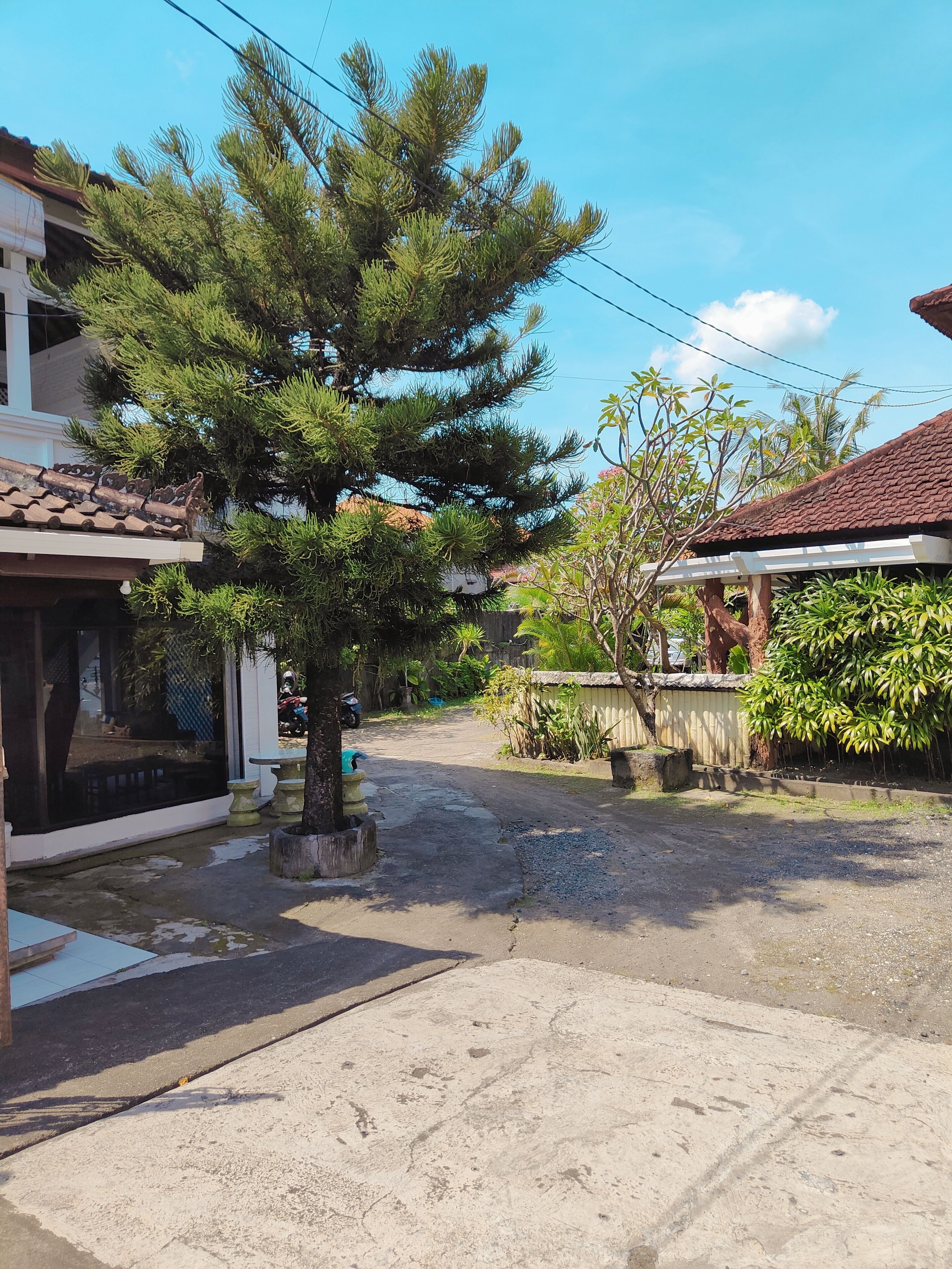 A residential street with houses, a large tree, and a paved road.