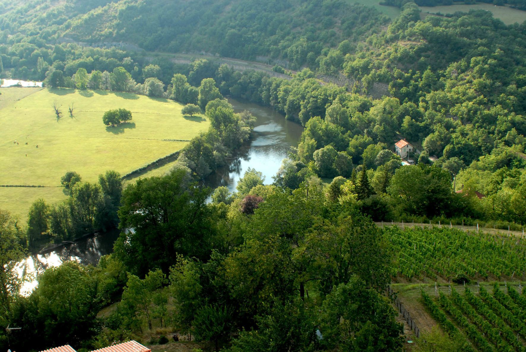 A vineyard with rows of grapevines, a river, and a house in the background.