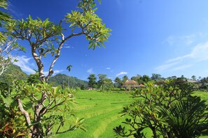 Un exuberante campo de arroz verde con un árbol en primer plano y una casa tradicional al fondo.