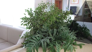 Un salón con un sofá color beige, una planta grande en maceta y una mesa de centro de cristal.