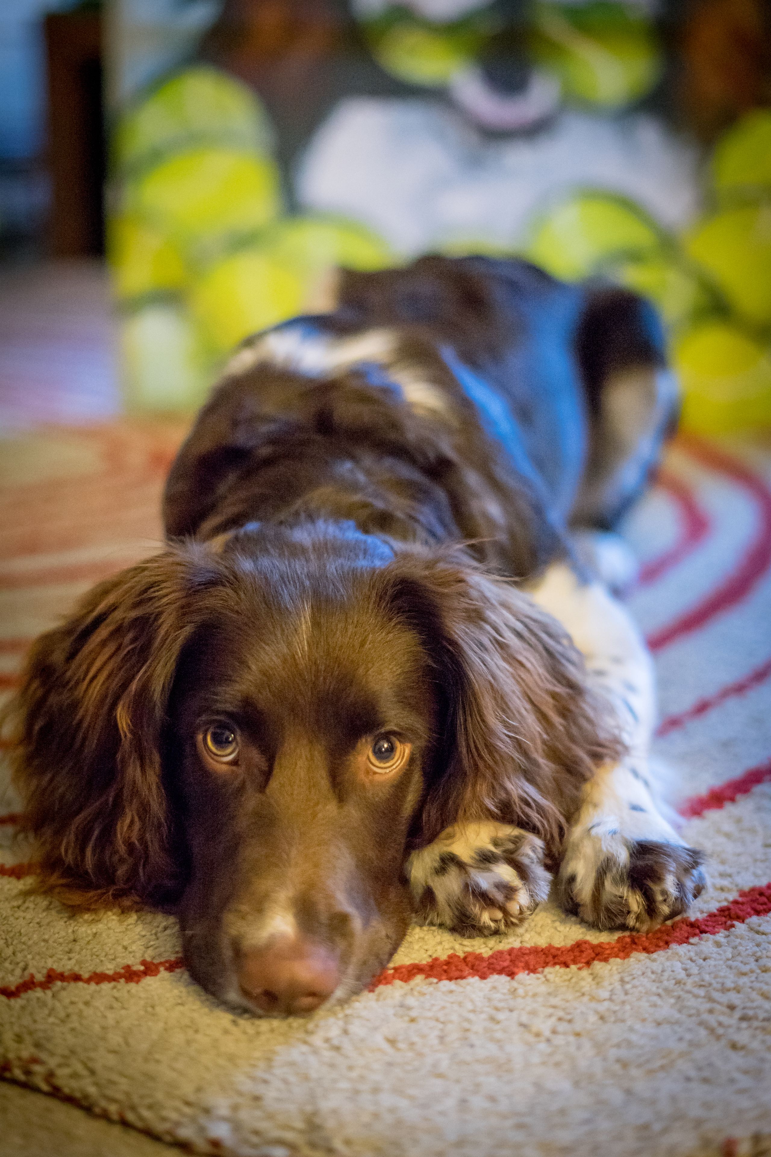 A dog lying on a carpet with a blurred background.