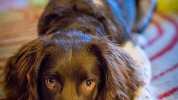 A dog lying on a carpet with a blurred background.