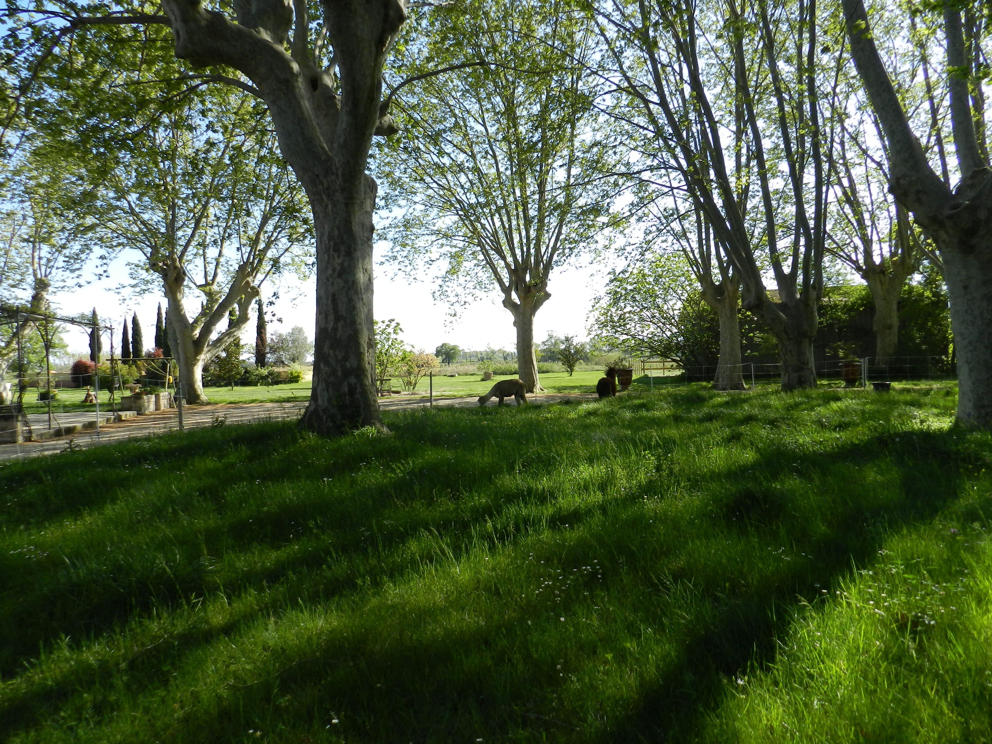 A park with large trees, a grassy area, and a pathway.