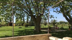 A covered outdoor area with a concrete floor, surrounded by trees and a grassy lawn. - Mas Petit Fourchon (Arles)