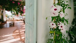 A corridor with a white column and a climbing plant with white flowers. - Gorgona Studios (Rhodes)