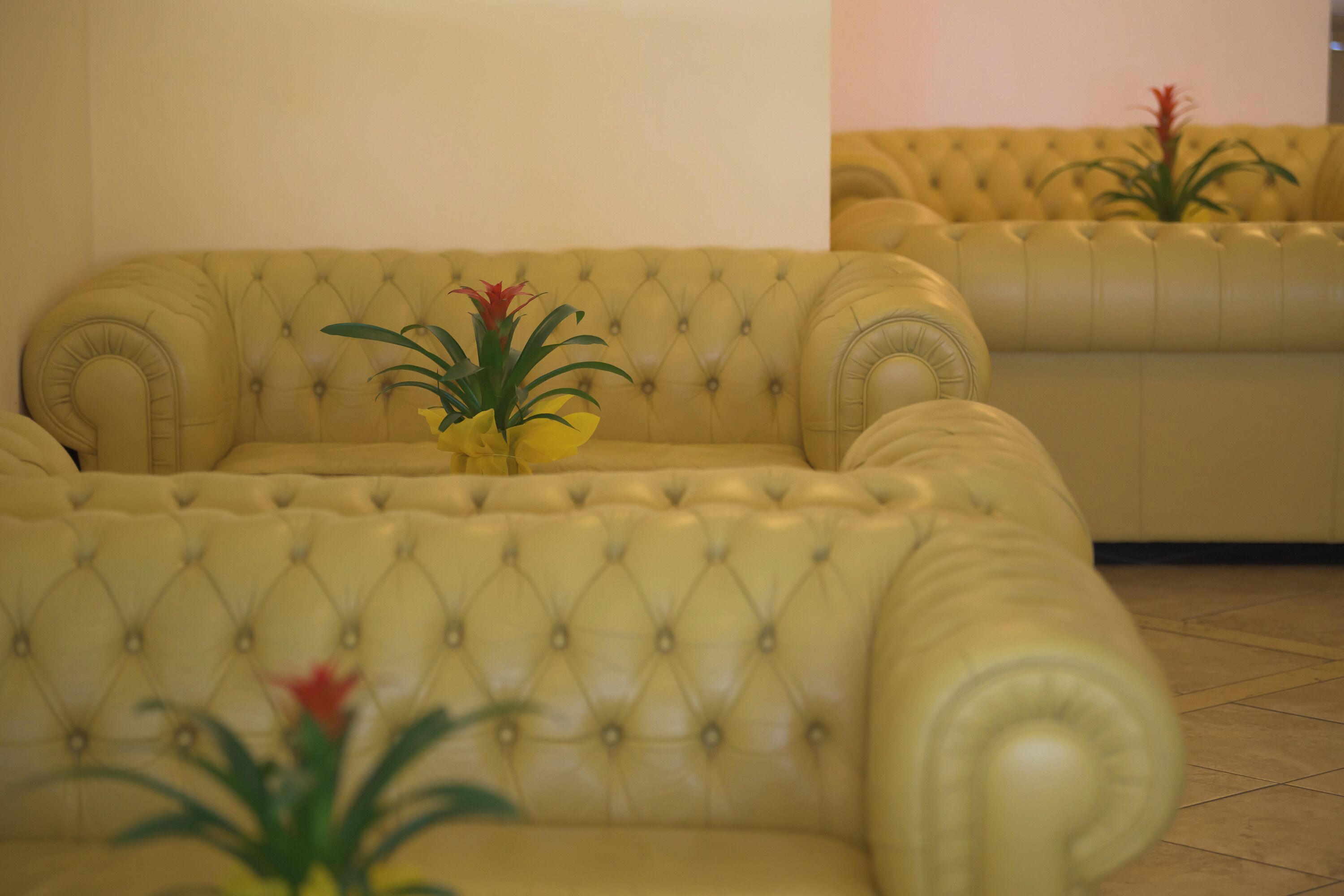 Ein gelbes, gestepptes Sofa mit einer kleinen Pflanze darauf.