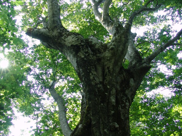 A large tree with a thick trunk and sprawling branches.