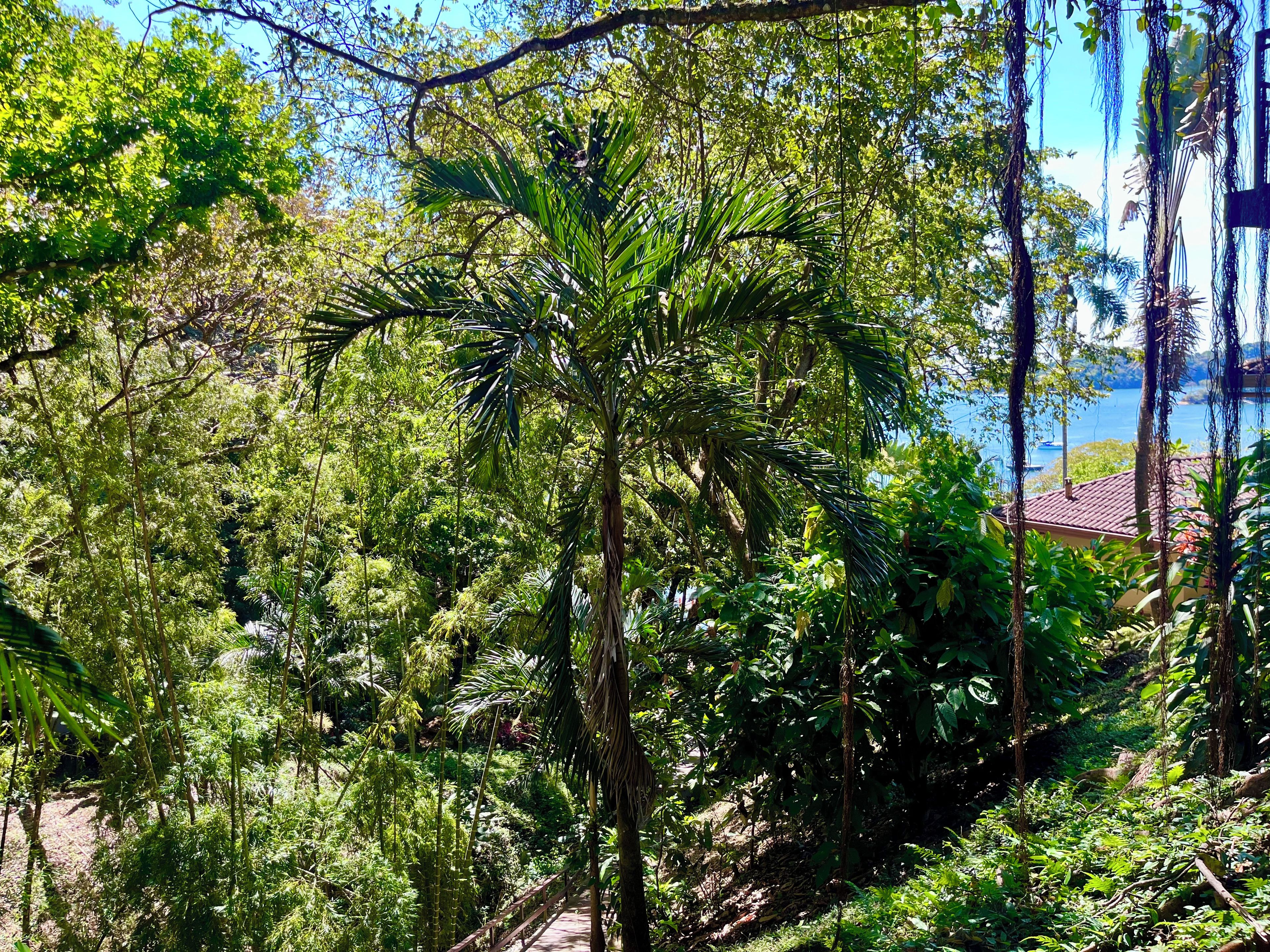 Un jardin luxuriant, avec une grande variété d’arbres et un sentier.