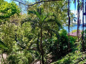 A lush garden with a variety of trees and a pathway. - Seagull Cove Resort (Boca Chica)