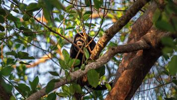 Ein Gorilla in einem Baum, umgeben von dichtem Grün.