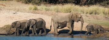 Un grupo de elefantes junto a una masa de agua.