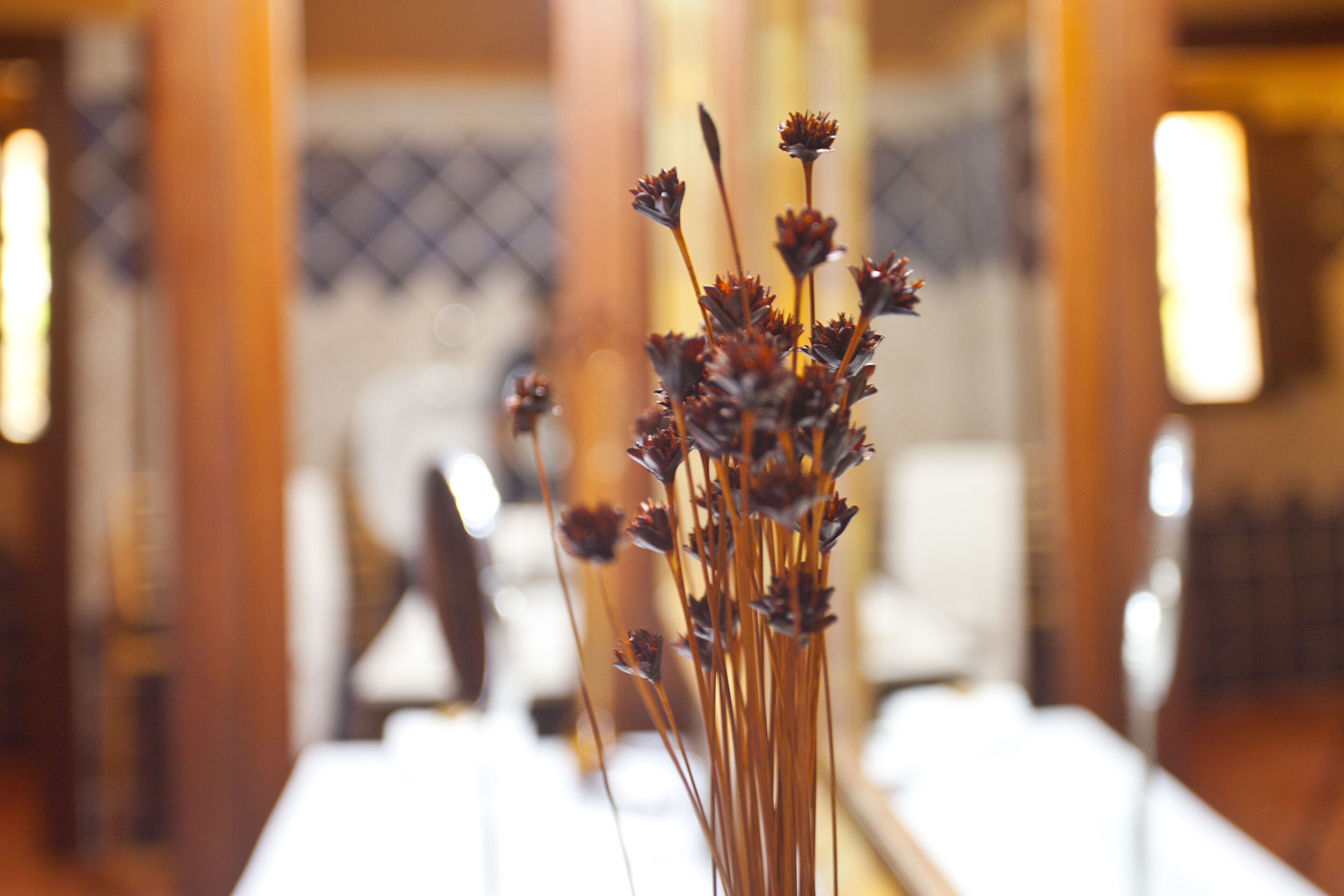 A blurred indoor setting with a focus on a tall, slender plant in the foreground.