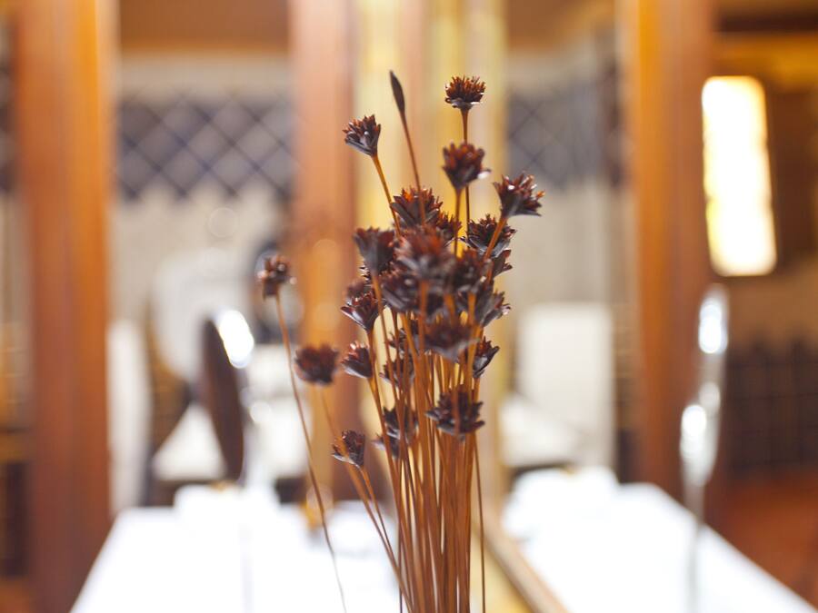 A blurred indoor setting with a focus on a tall, slender plant in the foreground.