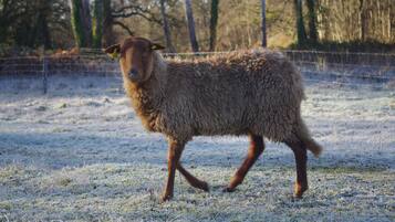 A sheep in a fenced field with trees in the background.