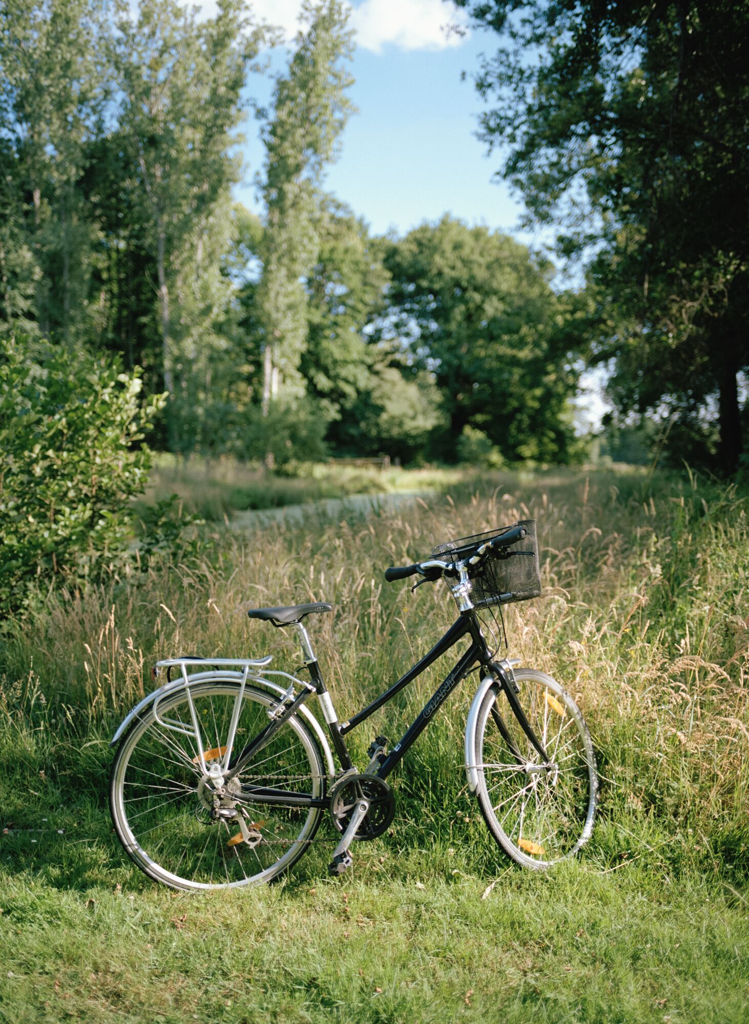 Un vélo est garé sur l’herbe, avec un panier, et est entouré d’arbres et de verdure.