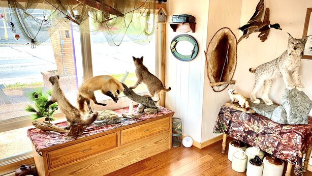 A room with a wooden dresser, a window with a view, and various wall decorations including a fish-themed plate and mounted animal heads. - Forest Lake Motel (Grand Rapids)