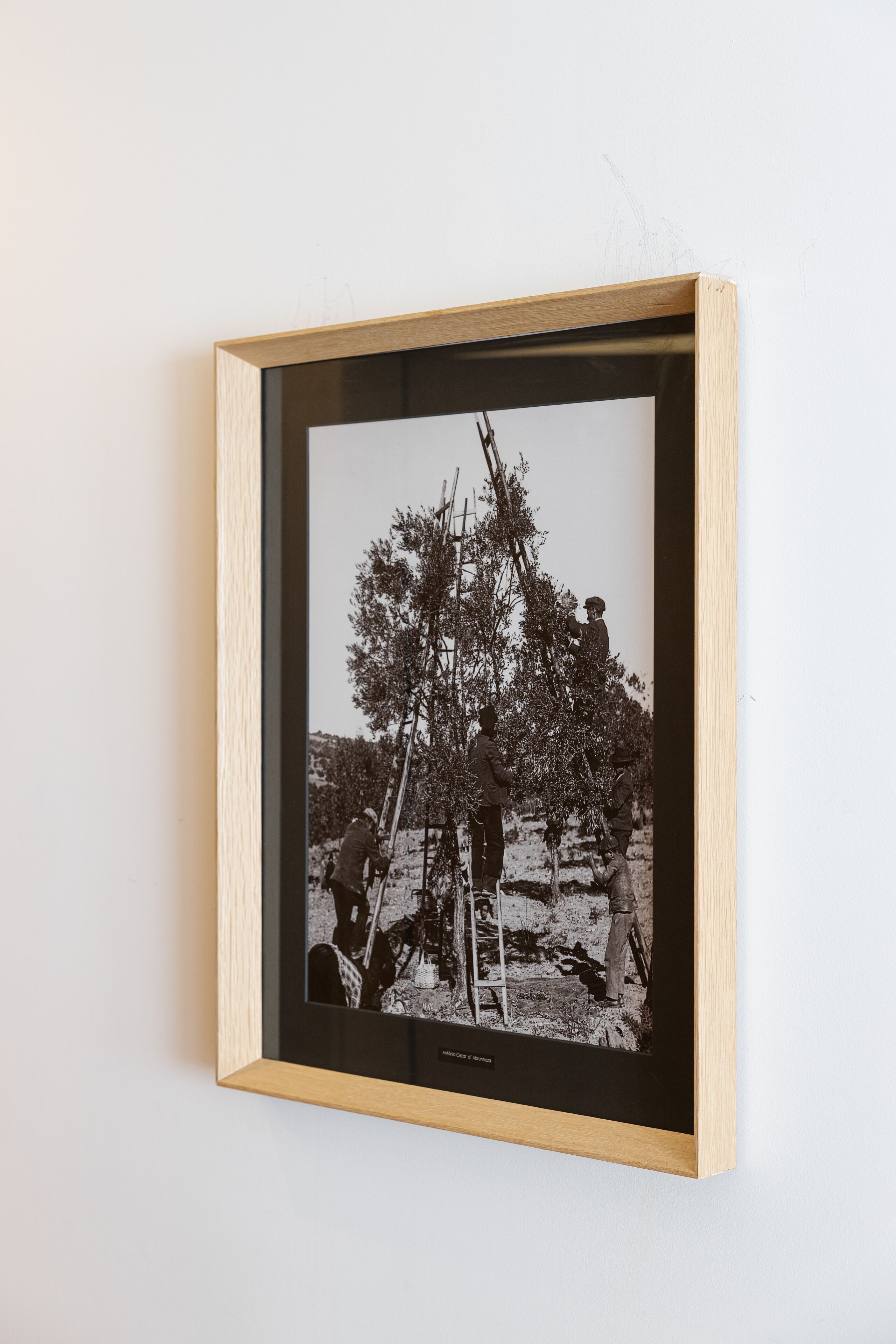 Et indrammet sort-hvid fotografi af et træ med en stige og to personer.