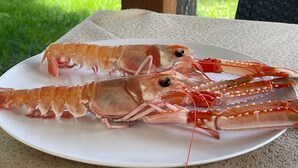 A plate with two cooked lobsters on a white plate.