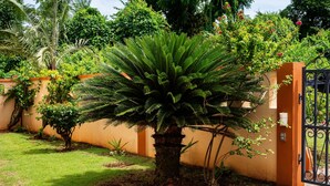 Un jardin bien entretenu, agrémenté d’un grand palmier, d’un mur recouvert de plantes grimpantes et d’une entrée fermée par un portail.