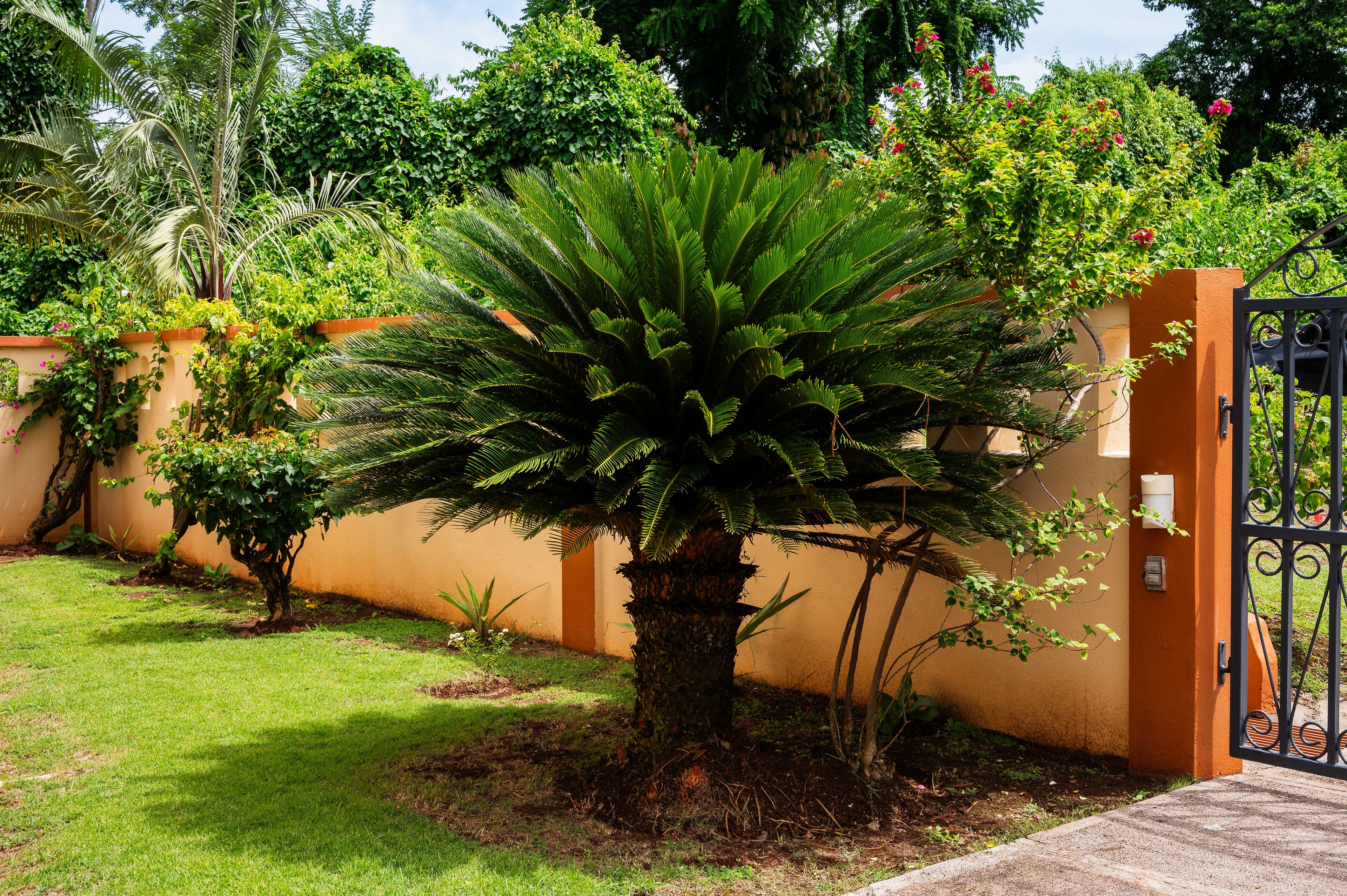 A well-maintained garden with a large palm tree, a wall with climbing plants, and a gated entrance.