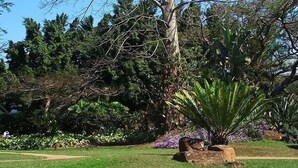 A garden with a variety of trees, including a large leafed plant in the foreground and a tall tree with bare branches. - Ascot Inn (Pietermaritzburg)