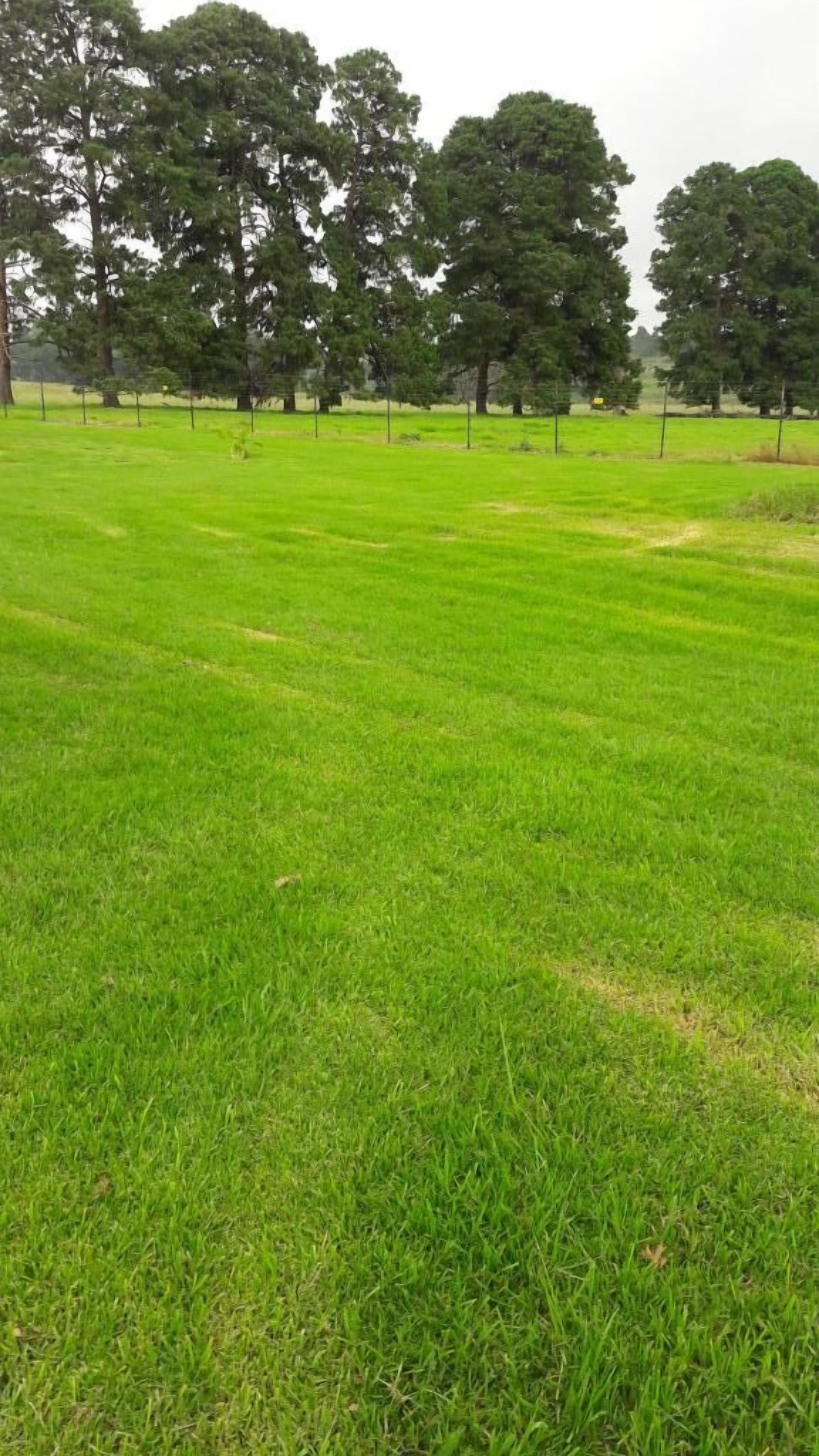 A grassy field with trees in the background.