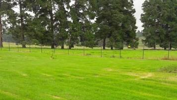 A grassy field with trees in the background.