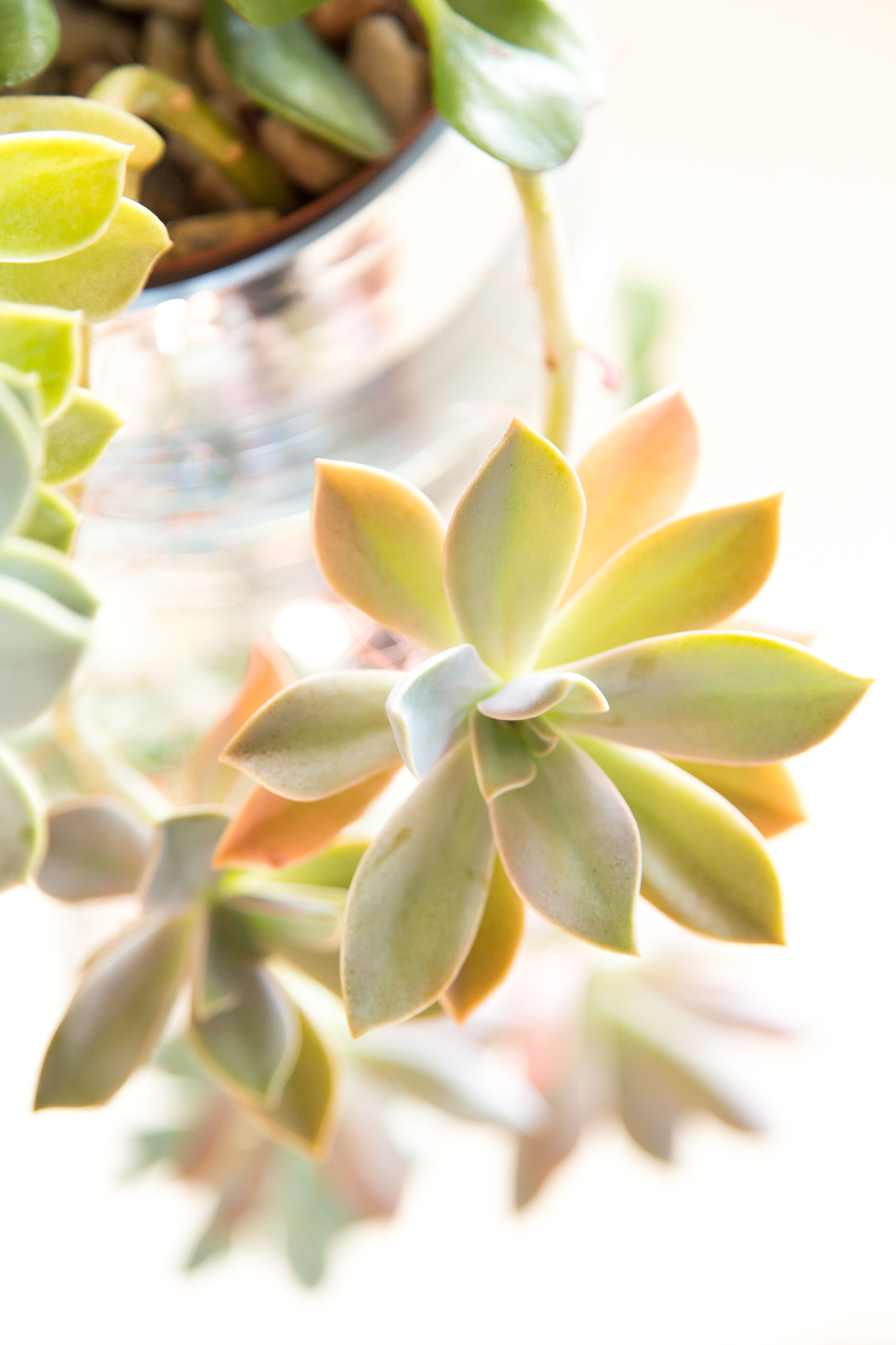 Foto - Four Palms Accommodation