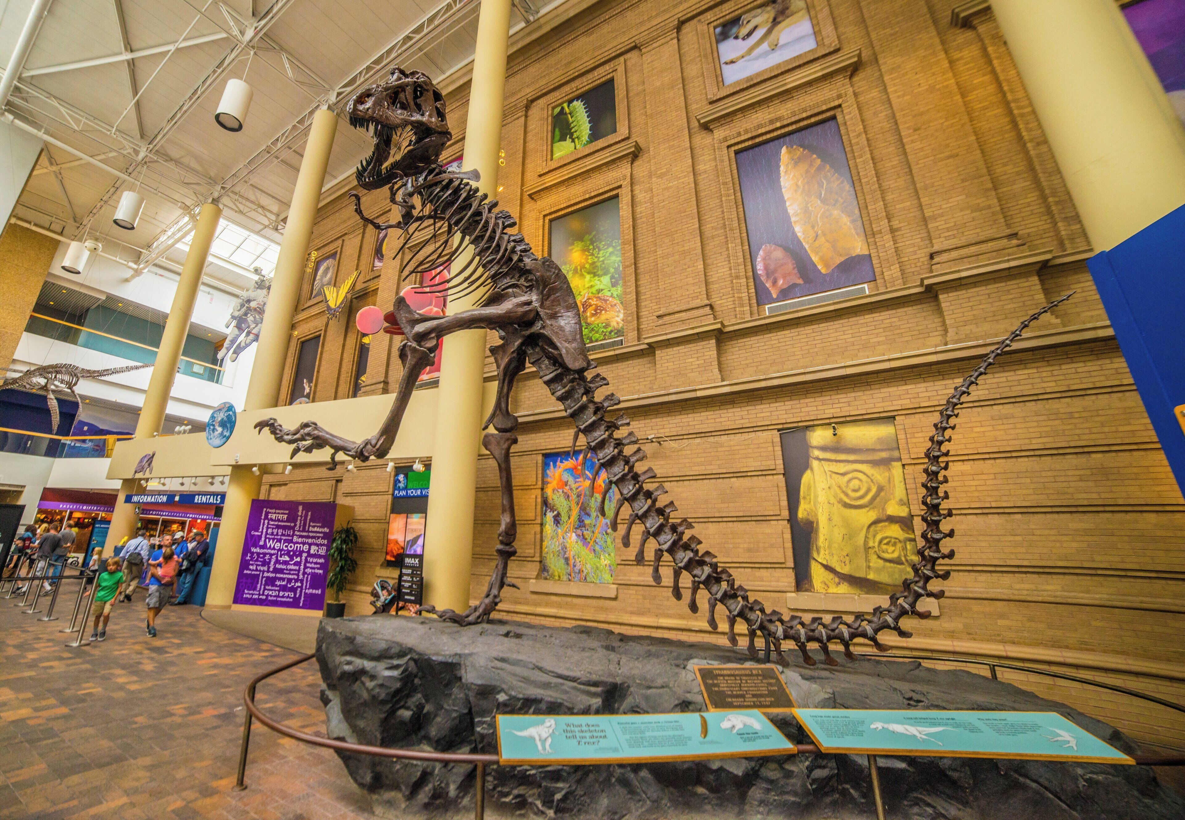 Una exhibición de esqueletos de dinosaurios en un museo, con paneles informativos y un gran mural en la pared.
