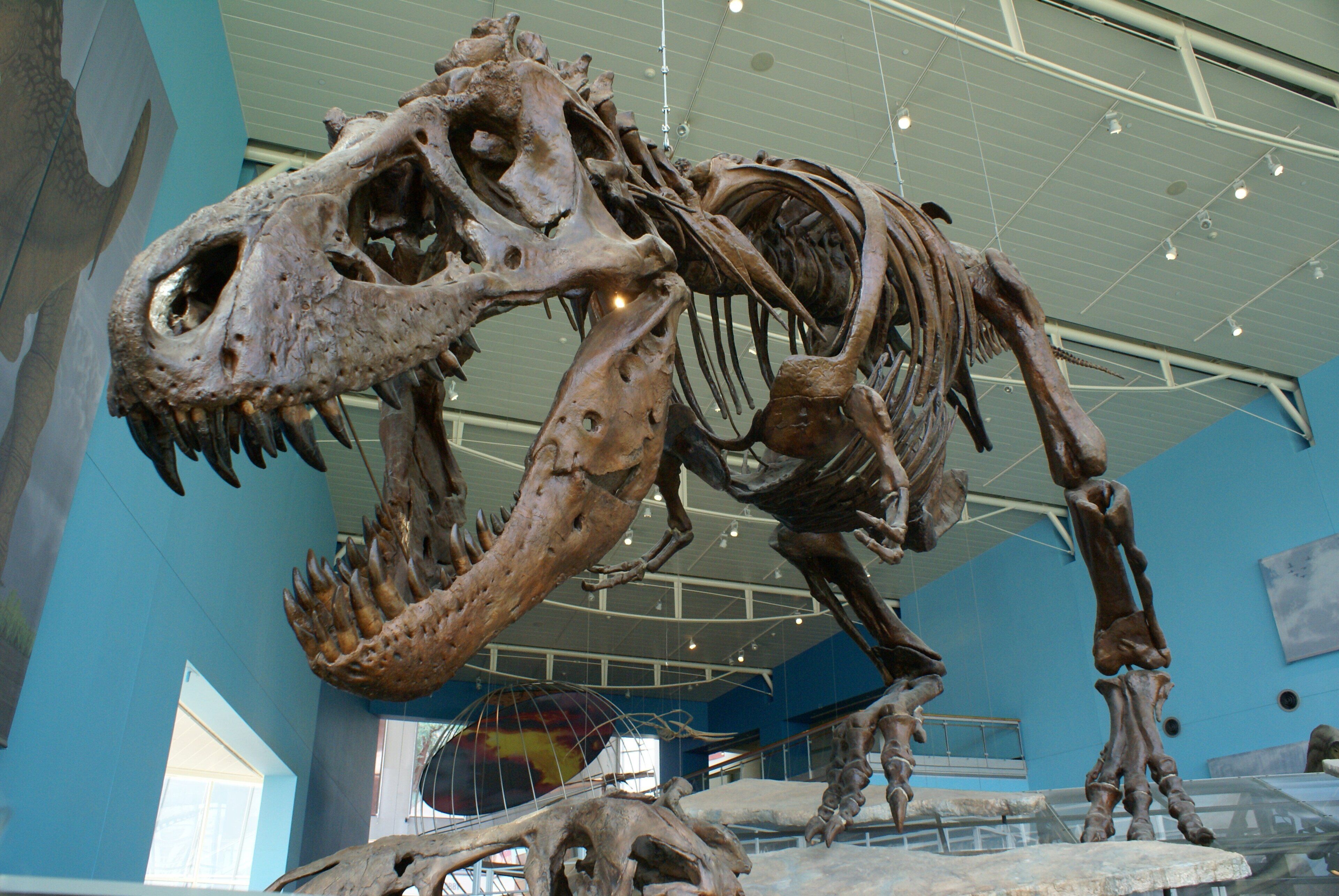 A dinosaur skeleton exhibit in a museum.