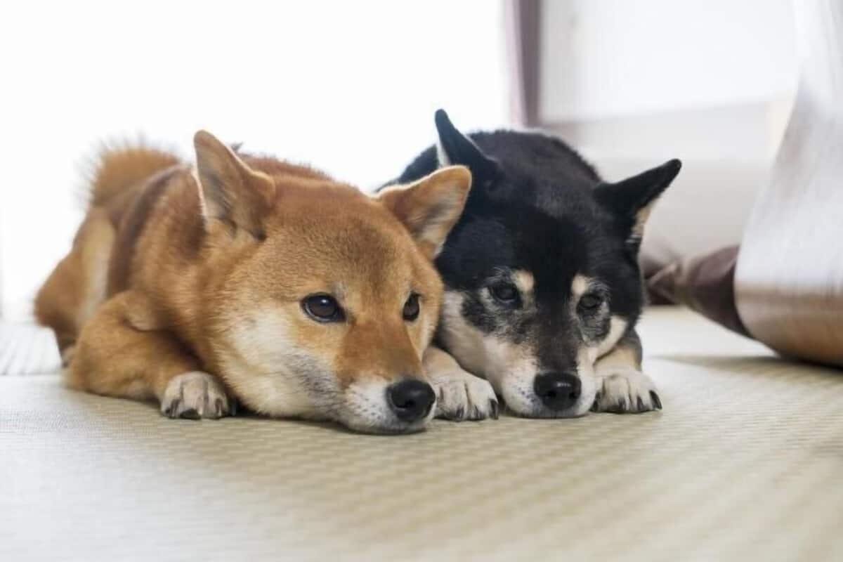 Animaux de compagnie acceptés