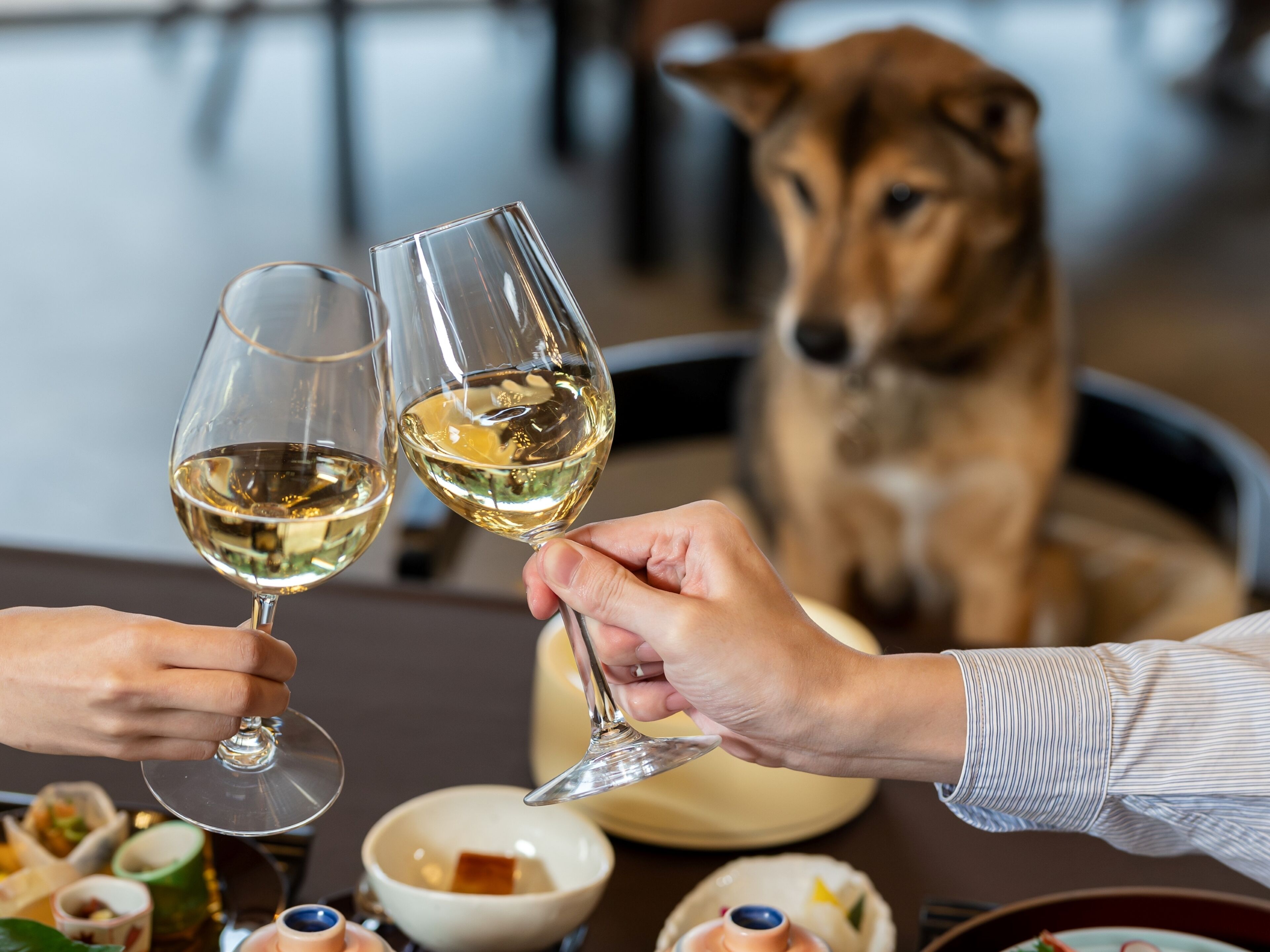 Due persone che brindano con bicchieri di vino, un cane sullo sfondo e un tavolo imbandito con diversi piatti.