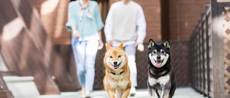 Kæledyrsvenlige faciliteter