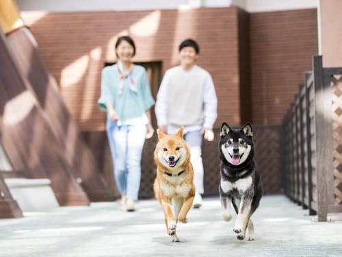 伊豆高原汪汪樂園  
