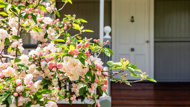 A view of a building with a white door and a wooden floor. - Apple Blossom Cottage (Stanthorpe)