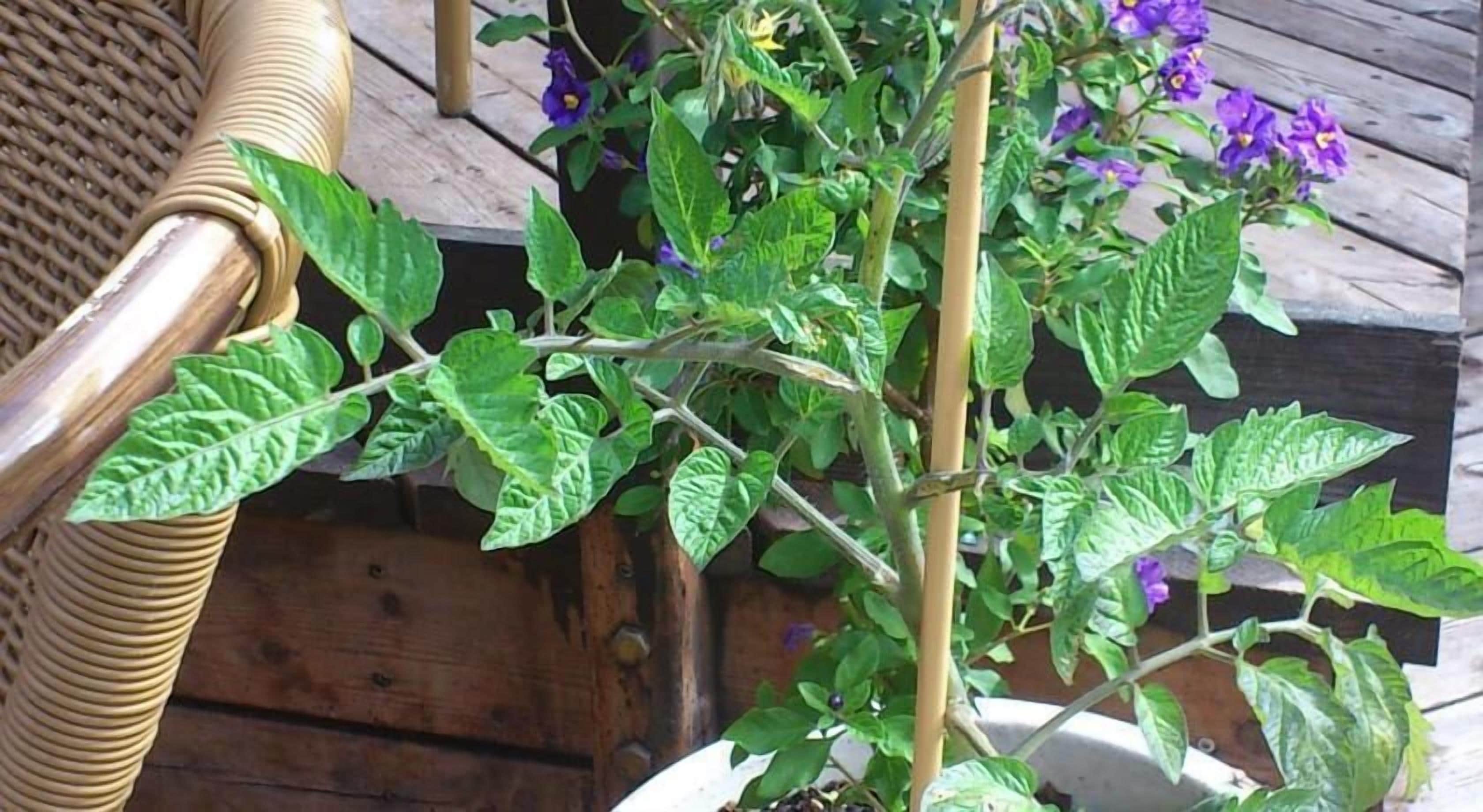 A potted plant with green leaves and purple flowers on a wooden deck.